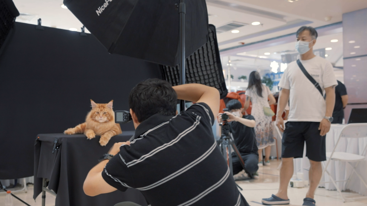 养猫.png