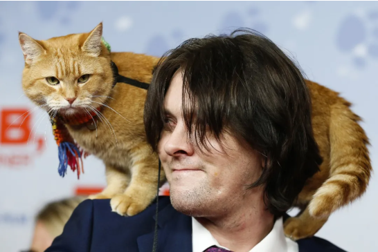 鲍勃与流浪猫.png