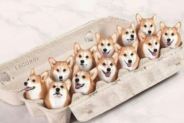 哪些狗粮品牌值得我们去选？.png