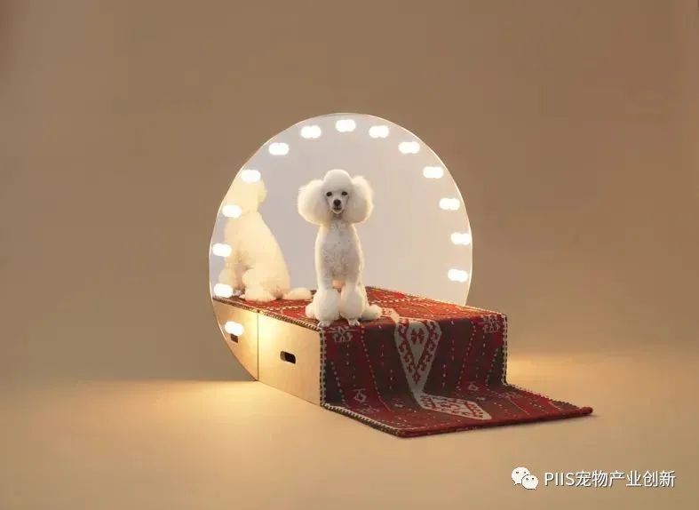 与宠物一起生活，如何设计人与动物舒适相处的室内空间.jpg