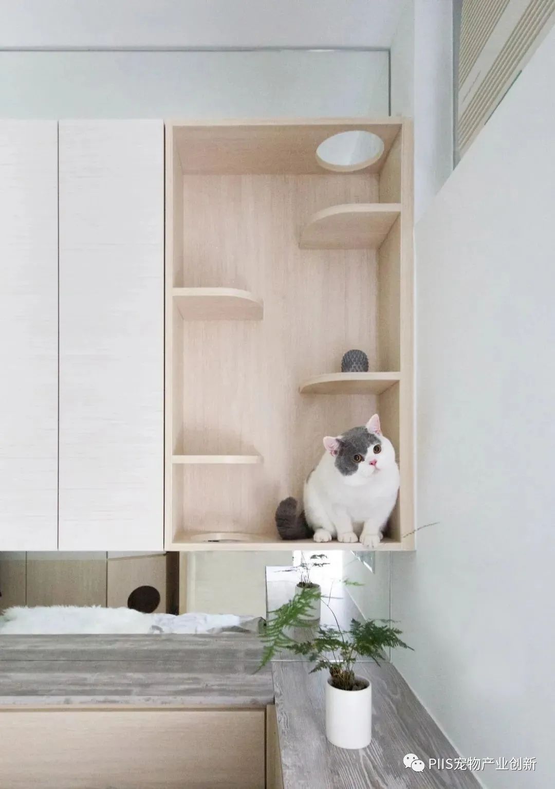 与宠物一起生活，如何设计人与动物舒适相处的室内空间6.jpg