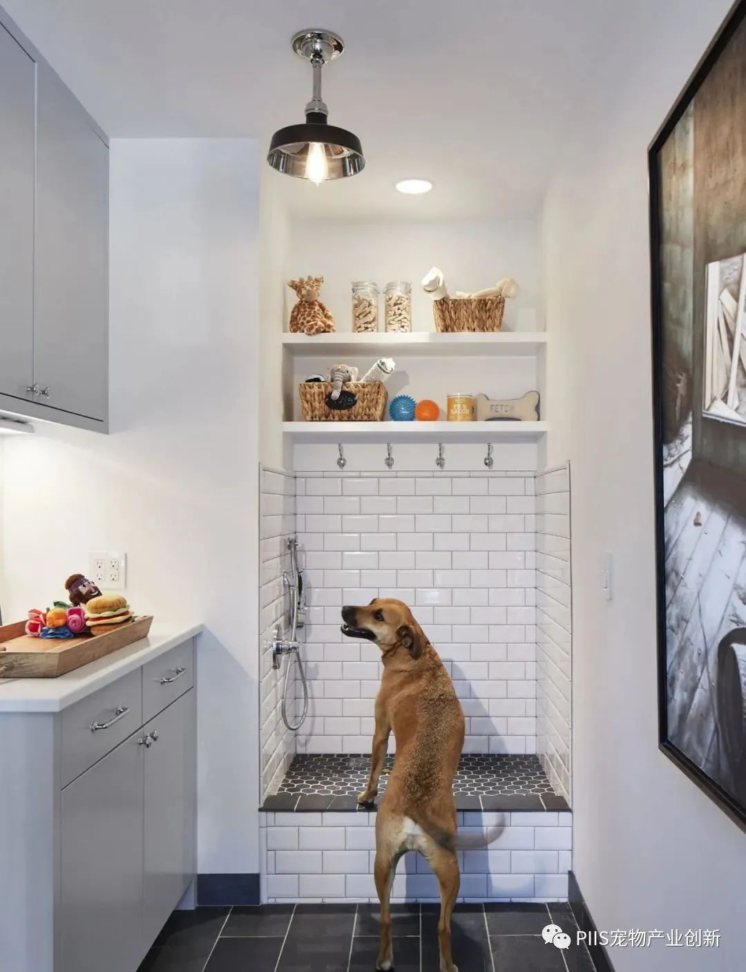 与宠物一起生活，如何设计人与动物舒适相处的室内空间11.jpg