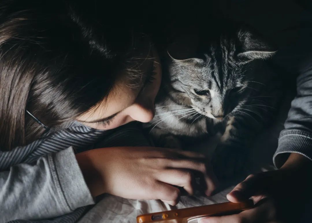 宠物猫1.jpg