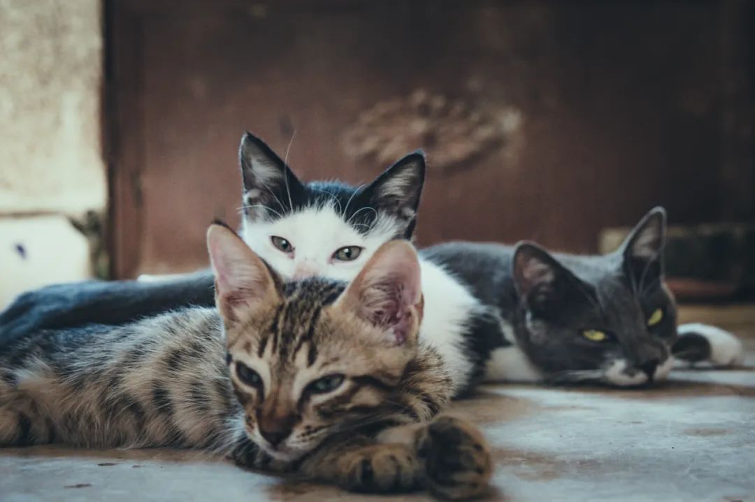 宠物猫2.jpg
