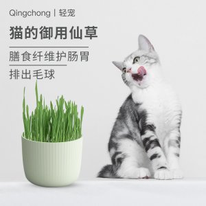轻宠猫草猫薄荷盆栽种子猫零食