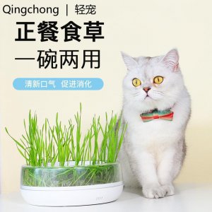 猫咪喝水猫粮