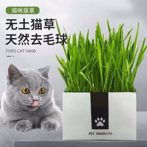 猫草无土有机猫草