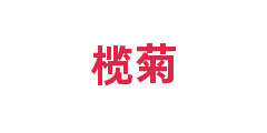 榄菊